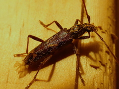 Eurysthea cribripennis