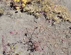 Cordylanthus capitatus