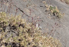 Cordylanthus capitatus