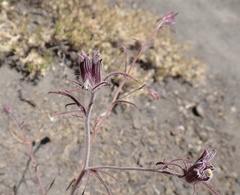 Cordylanthus capitatus