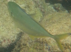 Caranx bartholomaei