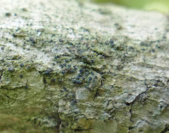 Bacidia circumspecta