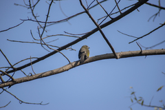 Saltator striatipectus