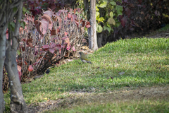 Saltator striatipectus