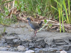Pardirallus sanguinolentus