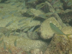 Caranx bartholomaei