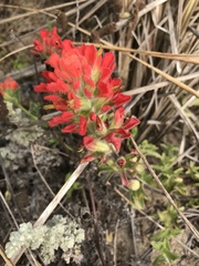 Castilleja wightii