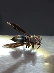 Polistes parametricus