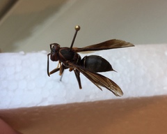 Polistes parametricus