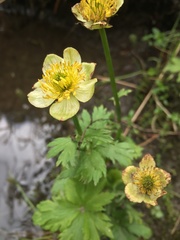 Trollius laxus