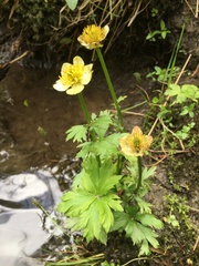 Trollius laxus