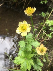 Trollius laxus