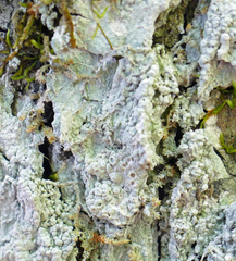 Pertusaria ostiolata