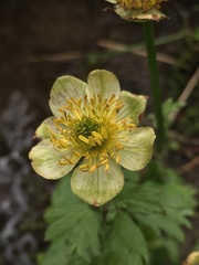 Trollius laxus