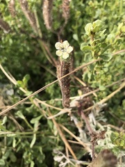 Phacelia malvifolia