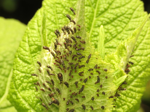 Uroleucon telekiae