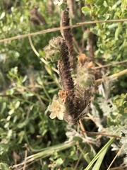 Phacelia malvifolia