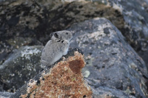 Collared Pika