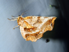 Selenia alciphearia