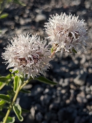 Monardella odoratissima pallida
