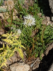 Monardella odoratissima pallida