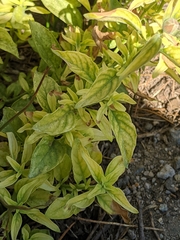 Monardella odoratissima pallida