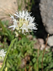 Monardella odoratissima pallida