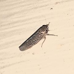 Chlorotettix necopinus