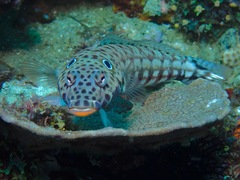 Parapercis clathrata