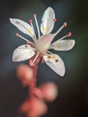 Micranthes bryophora