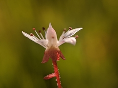 Micranthes bryophora