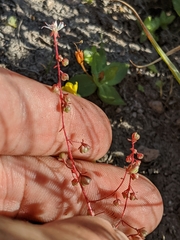 Micranthes bryophora