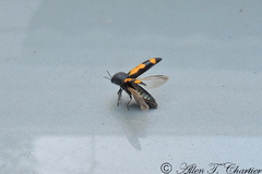 Ptosima gibbicollis