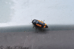 Ptosima gibbicollis