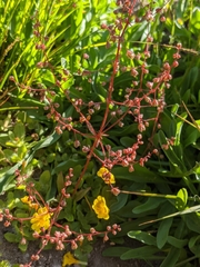 Micranthes bryophora