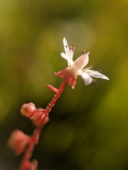 Micranthes bryophora