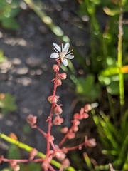 Micranthes bryophora