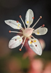 Micranthes bryophora