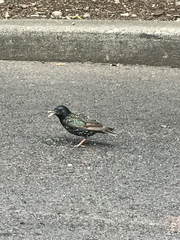 Sturnus vulgaris