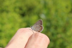 Plebejus samuelis