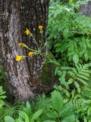Hieracium umbellatum umbellatum