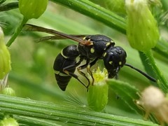Parancistrocerus pensylvanicus