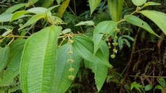 Miconia dependens