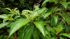 Miconia subhirsuta