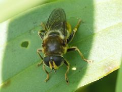 Merodon constans