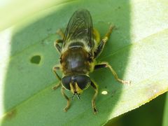 Merodon constans