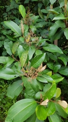 Miconia argentea