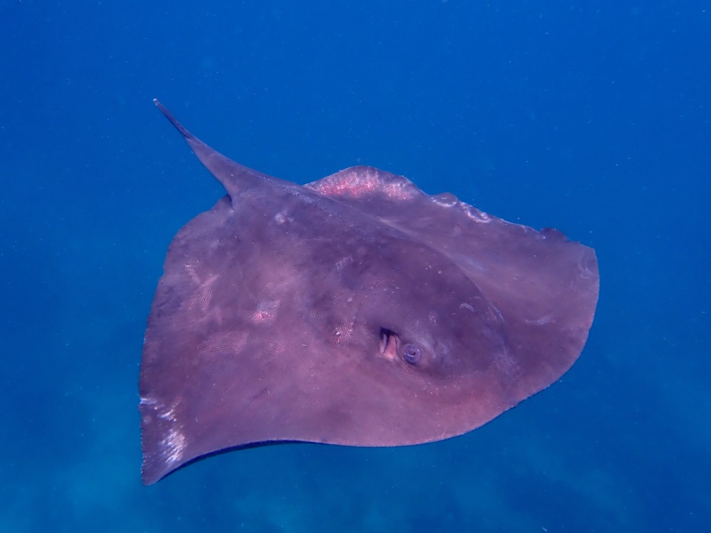 Pelagic Stingray