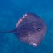 Pelagic Stingray - Photo (c) Albert Kang, some rights reserved (CC BY-NC), uploaded by Albert Kang