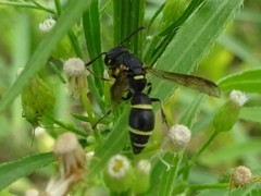 Parancistrocerus pensylvanicus